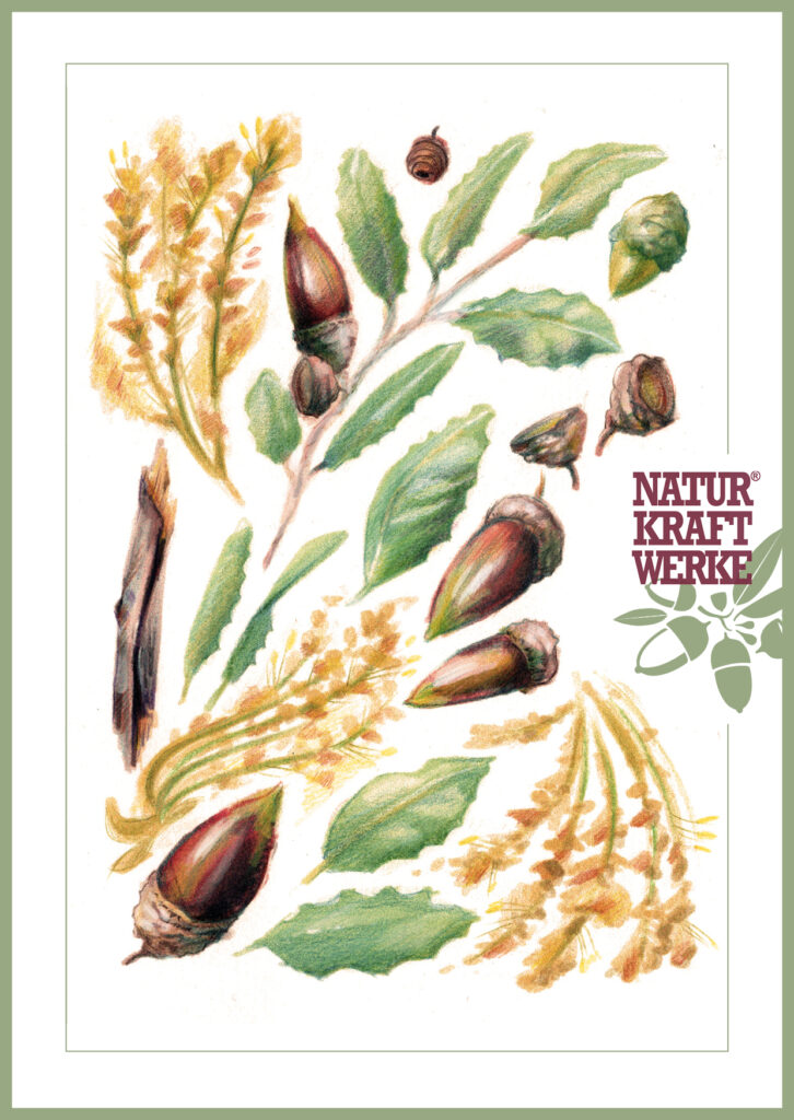 illustrated recipe postcard for naturkraftwerke it shows detail about the stone oak tree.