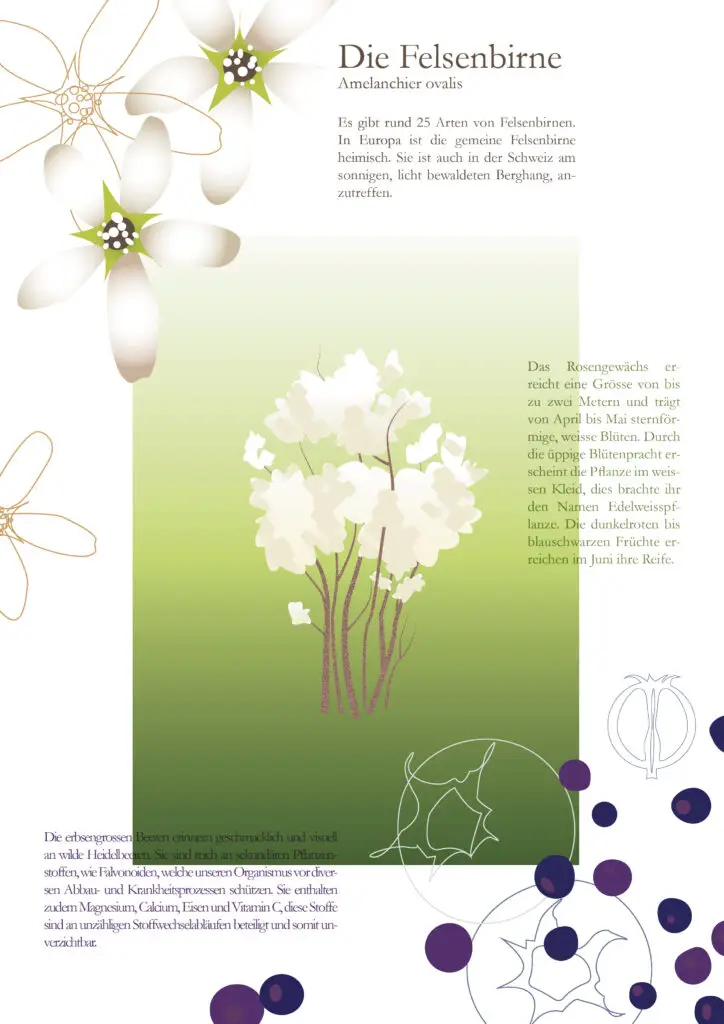 Felsenbirne Mit Text 724x1024