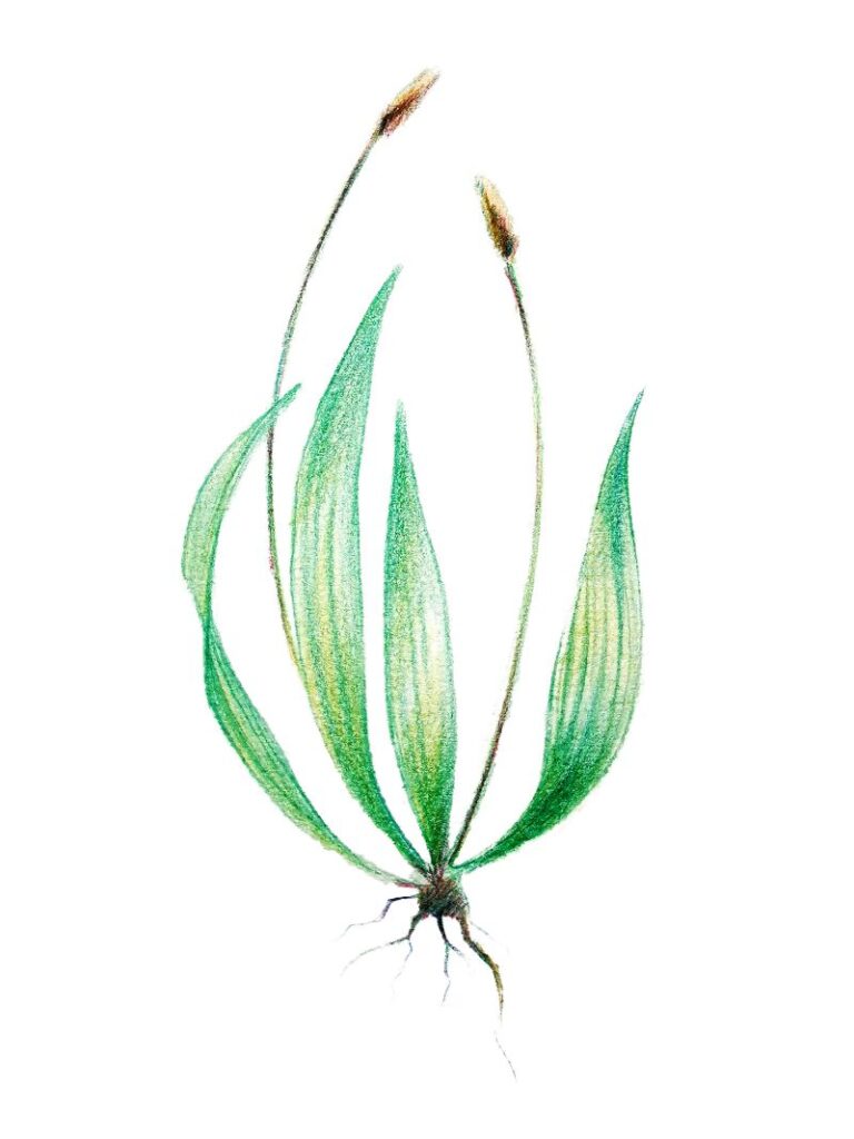 darwing of the wild plant ribwort plantain on a white backgraound.